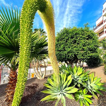 Olympia View Apartment In Las Americas Costa Adeje