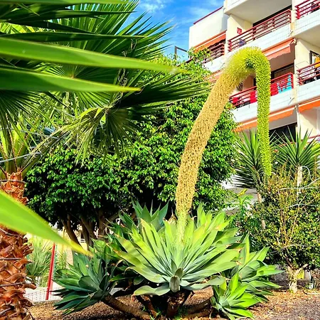 Olympia View Apartment In Las Americas Costa Adeje بلايا ذي لاس أميريكاس